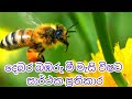 Treatment of bee venom දෙබර බඹරු මී මැසි විෂට ප්‍රතිකාර