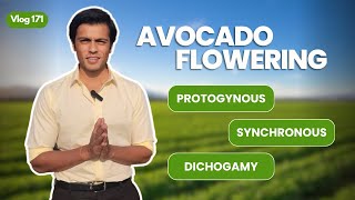 Protogynous Synchronous Dichogamy in Avocado Flowers | Indo Israel Avocado Vlog 171 | +91-6268643227