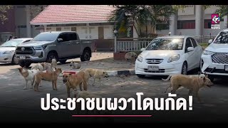 ฝูงหมาจรจัดเต็มลานจอดรถศูนย์ราชการ ชาวบ้าน-ข้าราชการ ผวาโดนกัด!