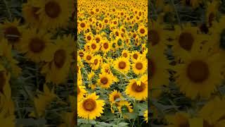 ひまわり満開 山梨県北斗市明野 サンフラワーフィスティバルSunflowers in full bloom Sunflower Fistival Hokuto, Yamanashi Japan