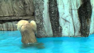 ホッキョクグマに氷＆果物＆活魚プレゼント　３　円山動物園　2011