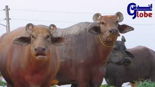 Buffalo Dacumentry | Unique Buffalo Breed Kundhi || Dosu Jat Love with Buffalo || By Imtiaz Dharani