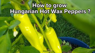 How to grow Hungarian Hot Wax Peppers in pots/containers?हंगेरियन मिर्च को कैसे उगाएं