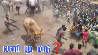 வளரி புடி மாடு ❓ Jallikattu Vlog