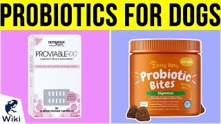 10 Best Probiotics For Dogs 2019