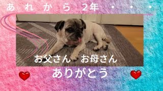 パグ脳炎・パグ脳炎になって今日で２年です#パグ #pug #パグ脳炎