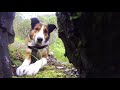 welsh sheepdog