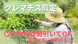 【花】クレマチス、綺麗に開花させるには剪定が重要