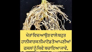 ਖੇਤਾਂ ਵਿਚ ਆਉਣ ਵਾਲੇ ਬਹੁਤ ਹਾਨੀਕਾਰਕ ਨੀਮਾਟੋਡ ਤੋ ਆਪਣੀਆਂ ਫਸਲਾਂ ਨੂੰ ਕਿਵੇ  ਬਚਾਇਆ ਜਾਵੇ, ਇਹ ਹੈ ਕੀ?