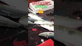 방어 폭 폭탄 날 특별 가격은?? #활어횟감 #대방어 #방어