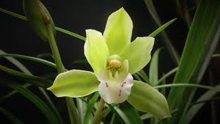 Cymbidium Nagalex 'Hatsune'