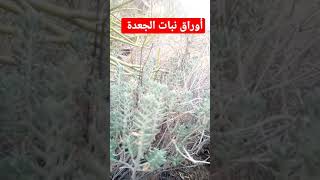 شاهد اوراق نبات #الجعدة