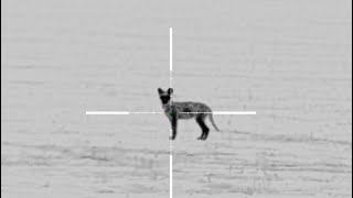 Coyote Hunter Hammers 15 Coyotes!   Wave Atris 650 & 6mmARC