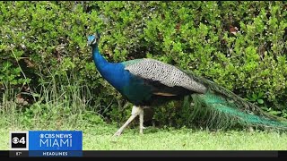 Pinecrest plans peacock vasectomies to curb bird population