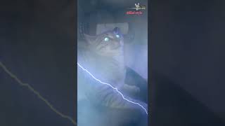 قط مرعب/scary cat