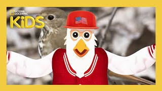 50 Birds, 50 States 🦆🐥🦜 | Nat Geo Kids Compilation | @natgeokids
