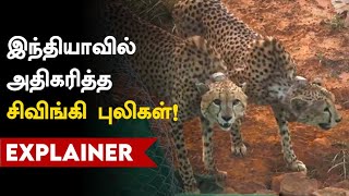 Cheetahs increased in India! | இந்தியாவில் அதிகரித்த சிவிங்கி புலிகள் !