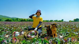 Harvesting Purple Lettuce Goes To Market Sell - Watering vegetables, Caring for Dogs | Tieu Lien