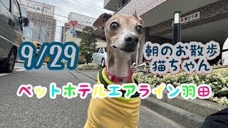 9/29朝☁️ワンちゃんドッグラン〜猫ちゃん〜のご様子です♪羽田空港近くのペットホテルエアライン羽田にご宿泊中のペットちゃん達です♡