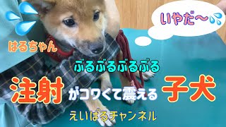 おてんば娘も病院は怖い。注射が怖くて震える子犬。その後の表情も・・・。　【はる日記Vol.4】 えいぱるチャンネル