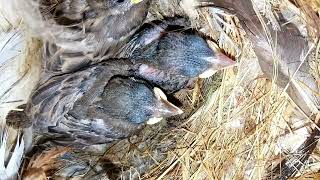 ಗುಬ್ಬಚ್ಚಿ ಗೂಡು Sparrow nest insight