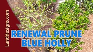 Renewal Pruned Blue Holly Results