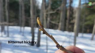 Naturalist Check-in: Bodacious Buds