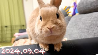 【ちょいなが！】毎日の40秒ひなちゃん🐰✨【2024.09.04のひな】[うさぎ]