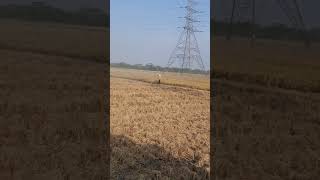 panen #panenpadi #sawah #hasilpanen #shorts #shortvideo #feedshorts #feed