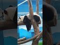 圓寶又在當烤乳豬 一秒斷電 yuanbao sleeping so cute cute animals 可愛 panda 貓熊 動物 熊貓 zoo