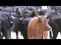 encierro des 100 taureaux 2019