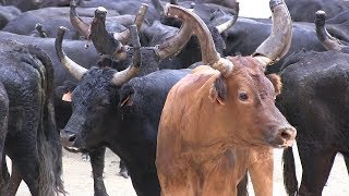 ENCIERRO DES 100 TAUREAUX 2019