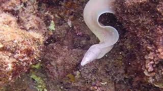 Белая мурена. White moray