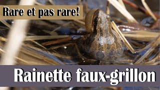 La rainette faux-grillon: rare et pas rare!