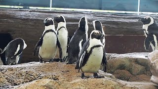 59羽のケープペンギンが暮らす京都水族館