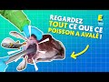 Regardez tout ce que poisson a avalé ! 🐟😱 #shorts