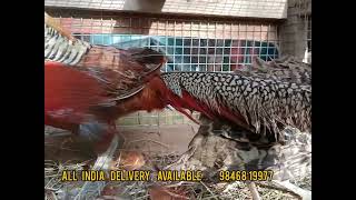 #Golden #pheasant delivery, #Exotic #poultry world, Cochin, kerala, india