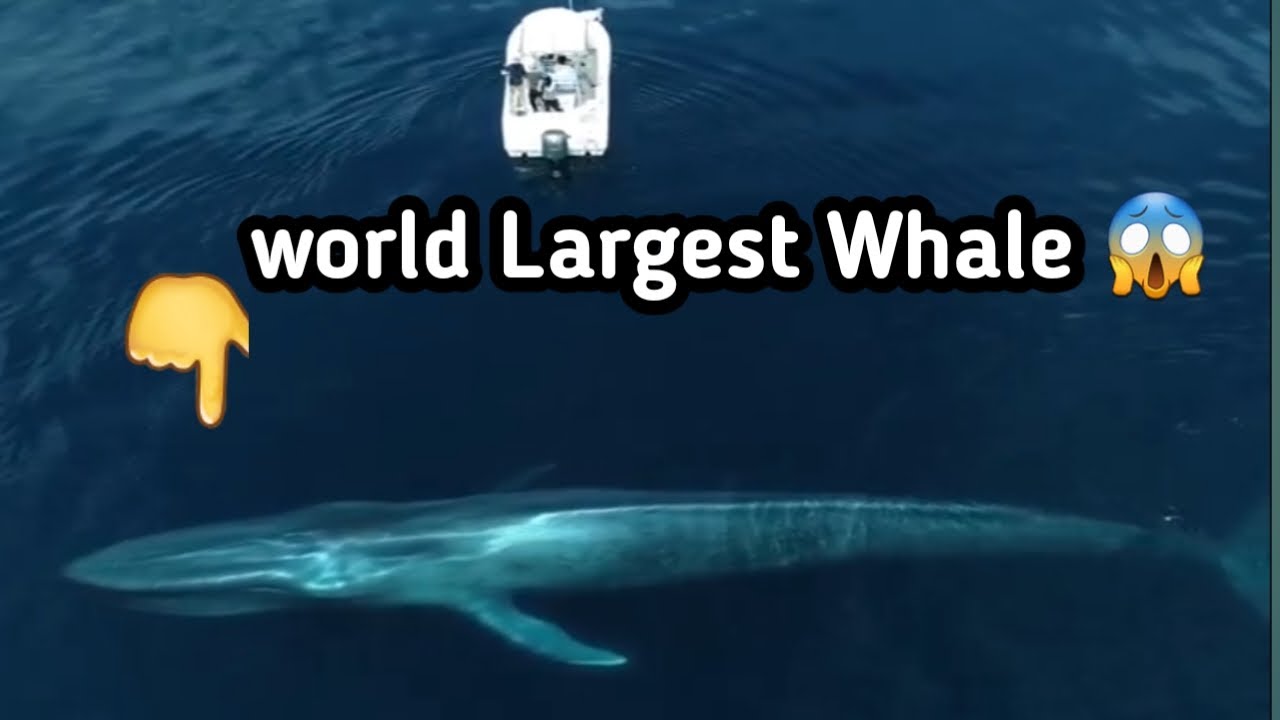 Largest Blue Whale In Sea | Unexpected Largest Blue Whale - YouTube