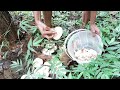 മഴയത്തു കിട്ടിയ കൂൺ mashroom