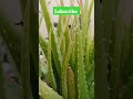 aloe vera tree 33 కోట్ల దేవతల శక్తి గలది కలబంద చెట్టు 🙏🙏