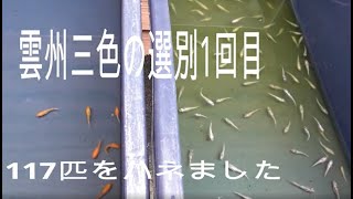 雲州三色の1回目の選別しました　親の柄の影響は出るのか？