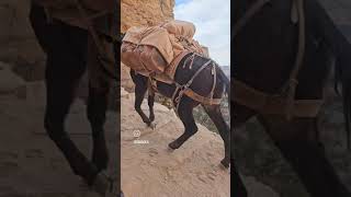 Mules on South Kaibab Trail, Grand Canyon