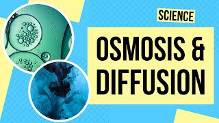 Osmosis and Diffusion in Cells | Science Lesson