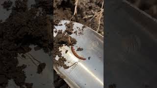 IPM Shorts: Wireworms \u0026 More!m (Look what we found in this field)