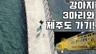 강아지 3마리와 제주도 여행가기! / 다견가족 애견동반여행 dog VLOG / 여수 Gold stella / A trip to Jeju Island with 3 puppies