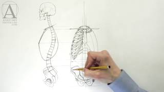 Human Torso Anatomy - Anatomy Master Class