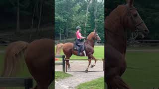 i can’t wait to clip him tmr😭 #horse #equestrian #saddlebred #saddleseat #asb #b