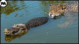This Is Why Crocodiles Hate Jaguars