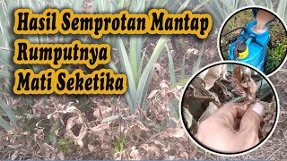 HASIL PENYEMPROTAN RUMPUT NANAS, RUMPUTNYA HANGUS