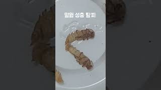 밀웜 성충 우화 탈피 #shorts